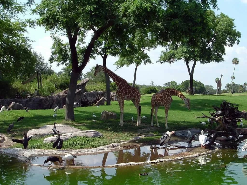 Africa Safari Park