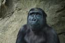 Egypt Wildlife Safari: African Animals and Nature Reserves Guide