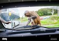 safari park drive